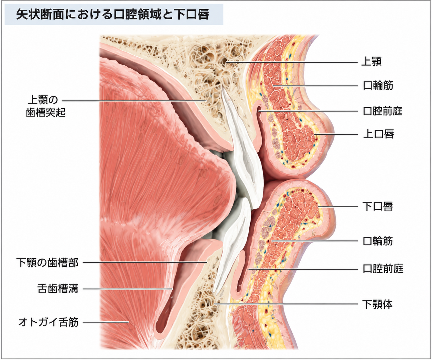 上唇と口輪筋、赤唇部の位置関係を示した矢状断の解剖図