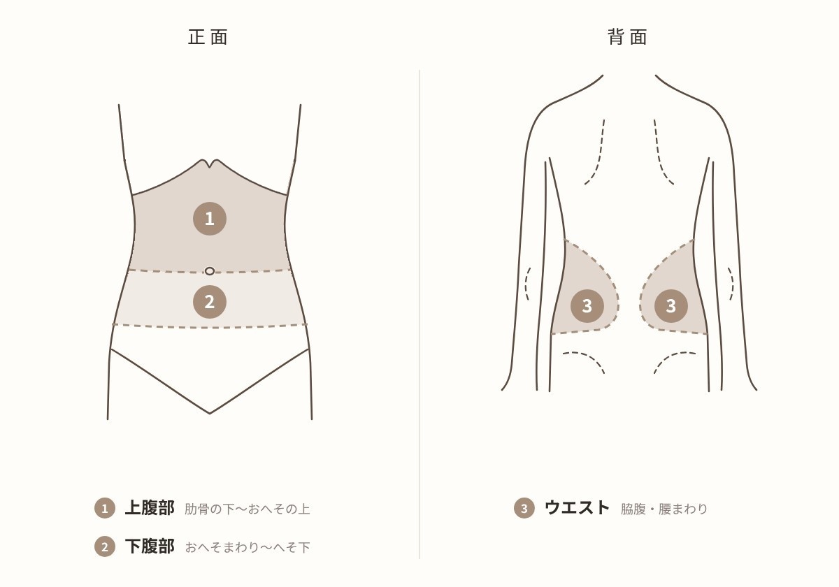 モフィウス8 腹部の照射エリア。上腹部・下腹部・ウエスト（脇腹・腰まわり）